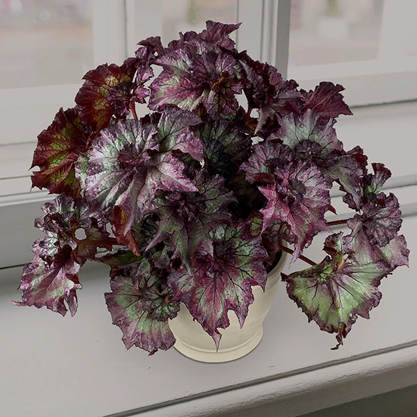 Begonia ‘Dusty Rose’ (Begonia rex hybrid)