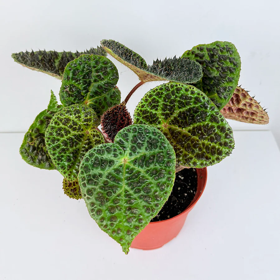 Begonia ferox (Begonia species) - Image 3