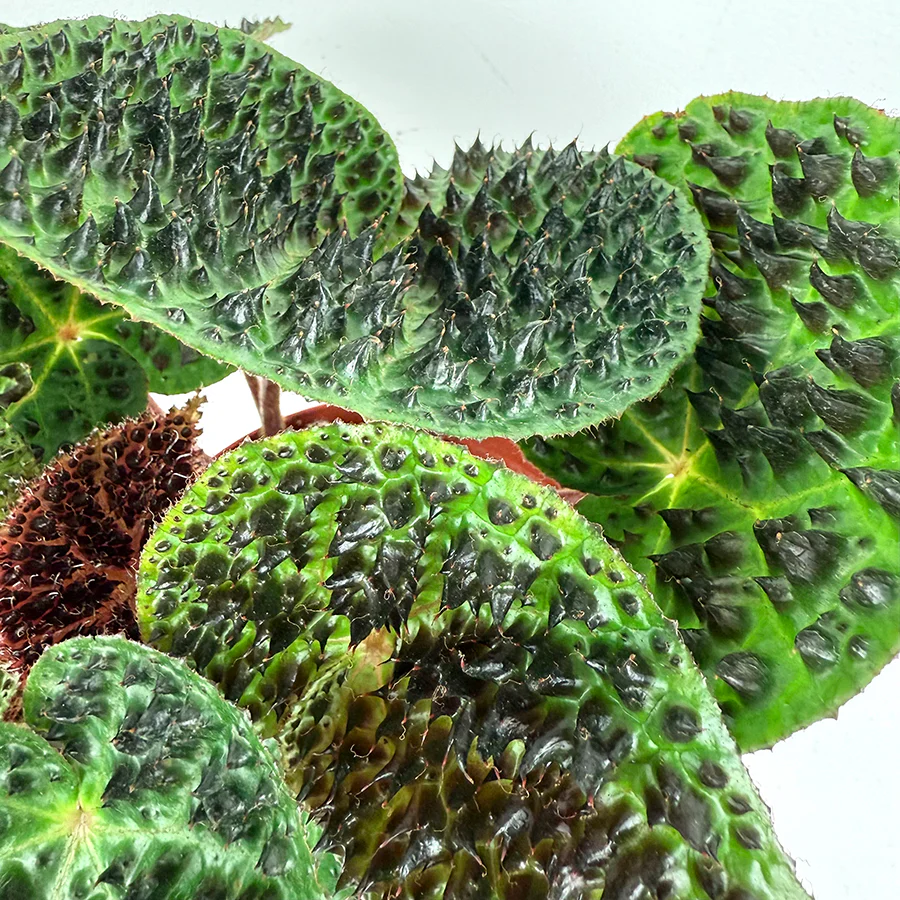 Begonia ferox (Begonia species) - Image 4