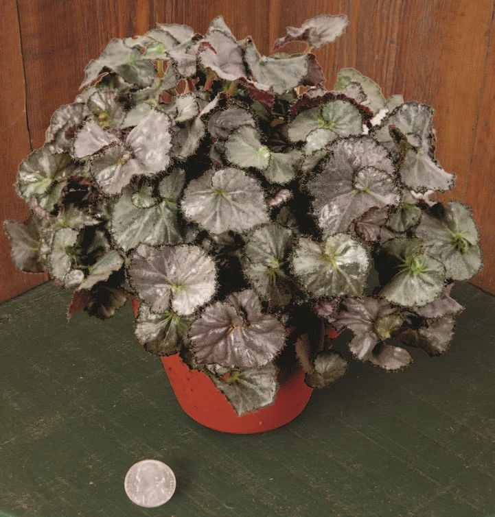 Begonia ‘Five ‘N Dime’ (Begonia rhizomatous hybrid)