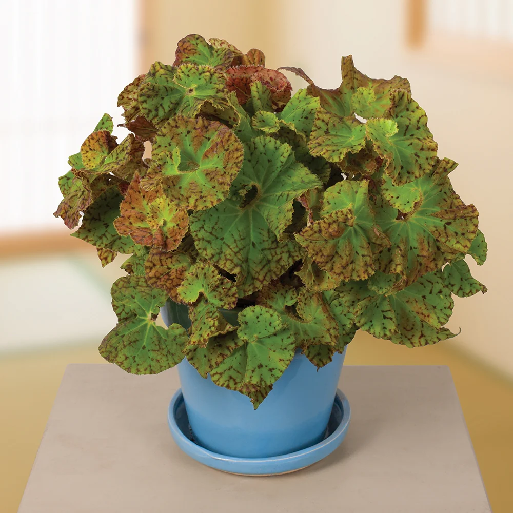 Begonia Harmony’s ‘Ray Glo’ (Begonia rhizomatous hybrid)