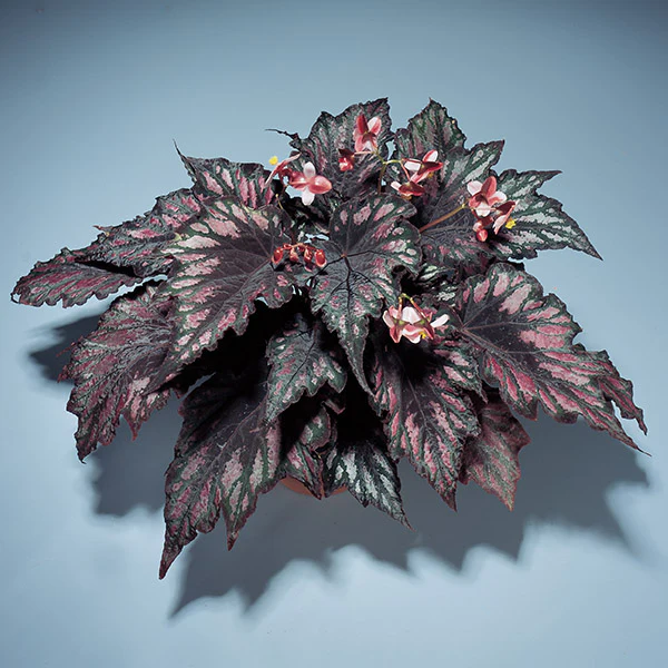 Begonia 'Helen Teupel' (Begonia rex hybrid)
