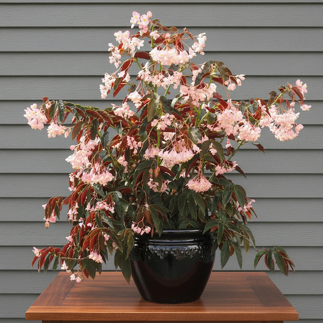 Begonia ‘Jim's Cotton Candy’ (Begonia fibrous hybrid)