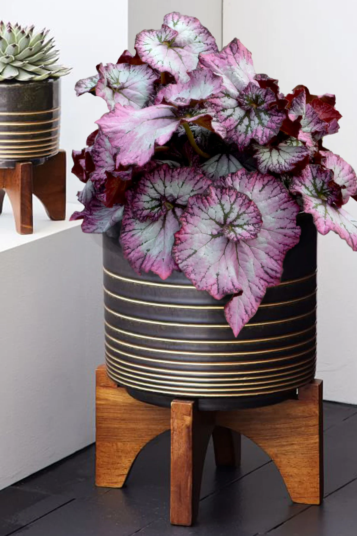 Begonia Nautilus™ Lilac PPAF (Begonia rhizomatous hybrid)