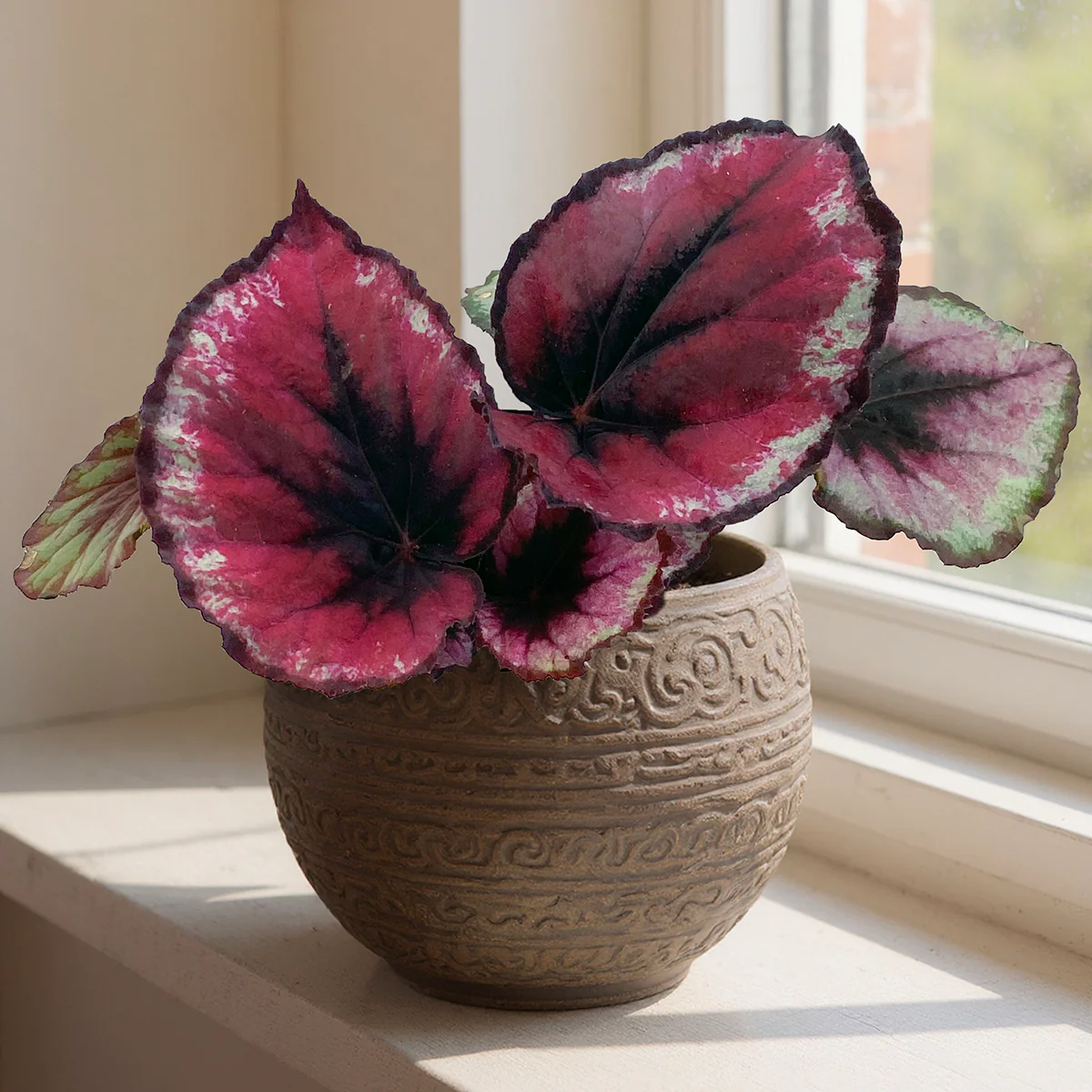 Begonia 'Red Kiss' (Begonia rex hybrid)