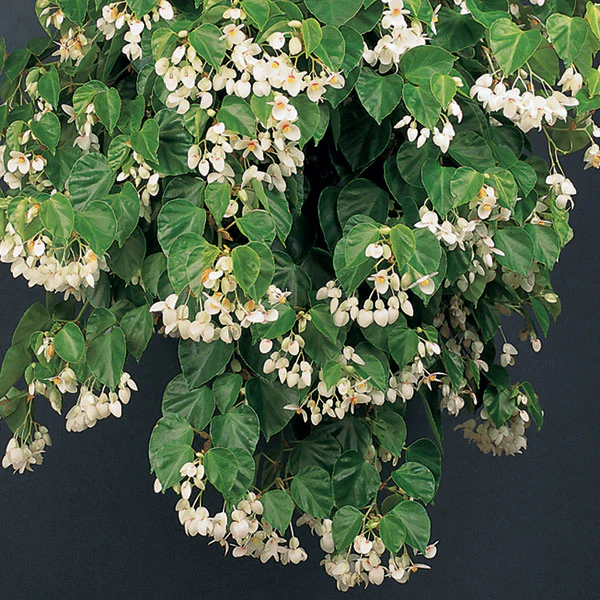 Begonia Solananthera (Begonia species)