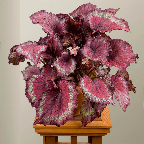 Begonia 'Stained Glass' (Begonia rex hybrid)