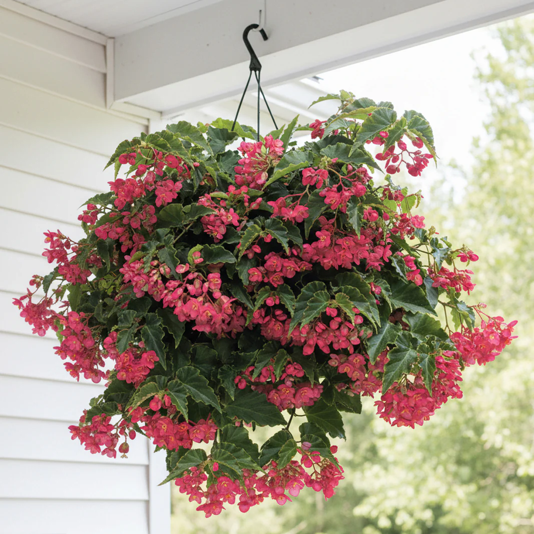 Begonia ‘Tiny Gem’ (Begonia fibrous hybrid)