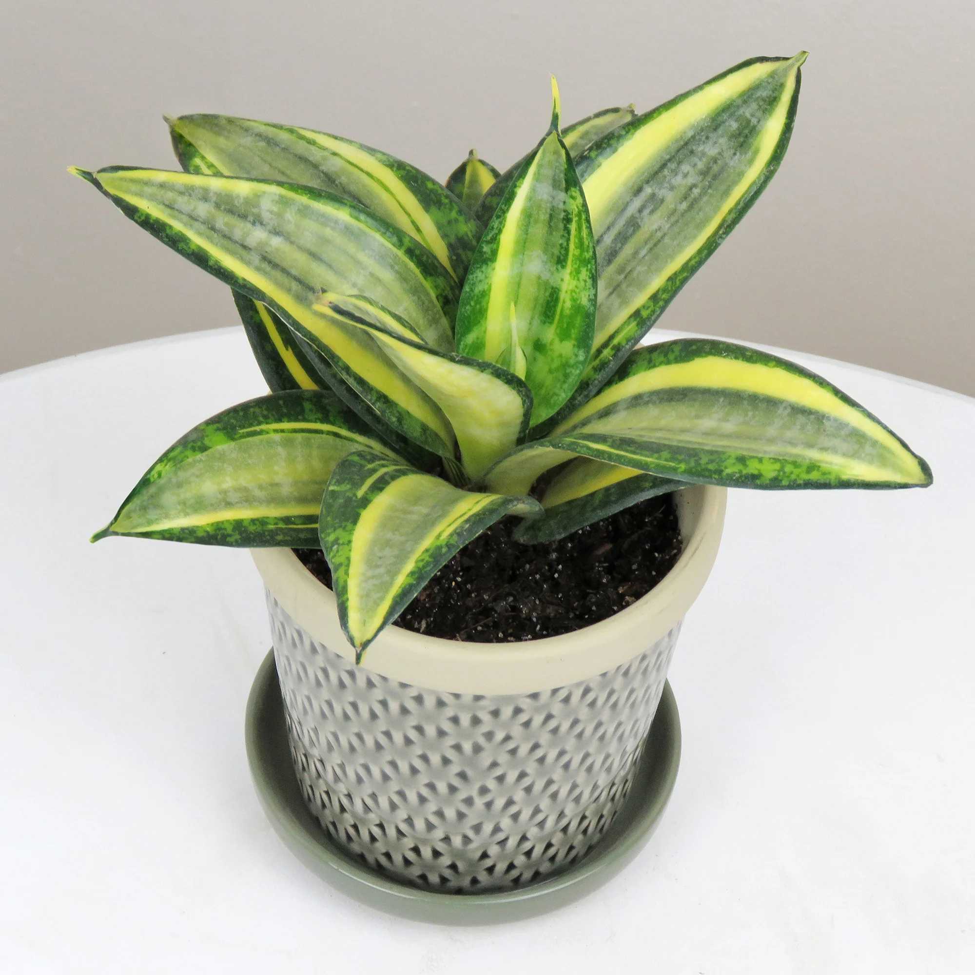 Bird’s Nest Sansevieria ‘Golden Hahnii’ (Sansevieria hybrid)