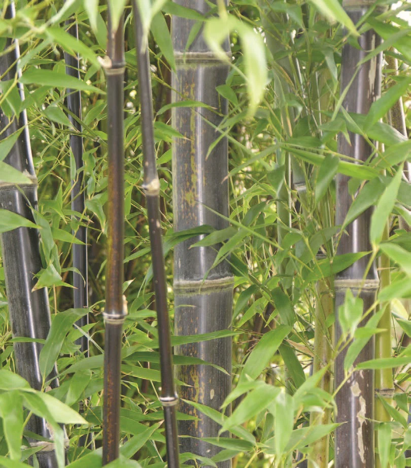 Black Bamboo (Phyllostachys nigra)