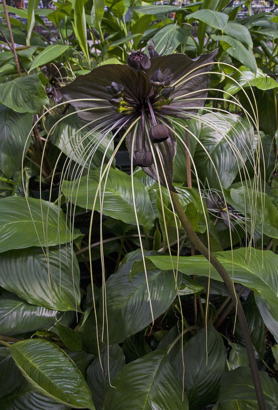 Black Bat Flower (Tacca chantrieri) - Image 3