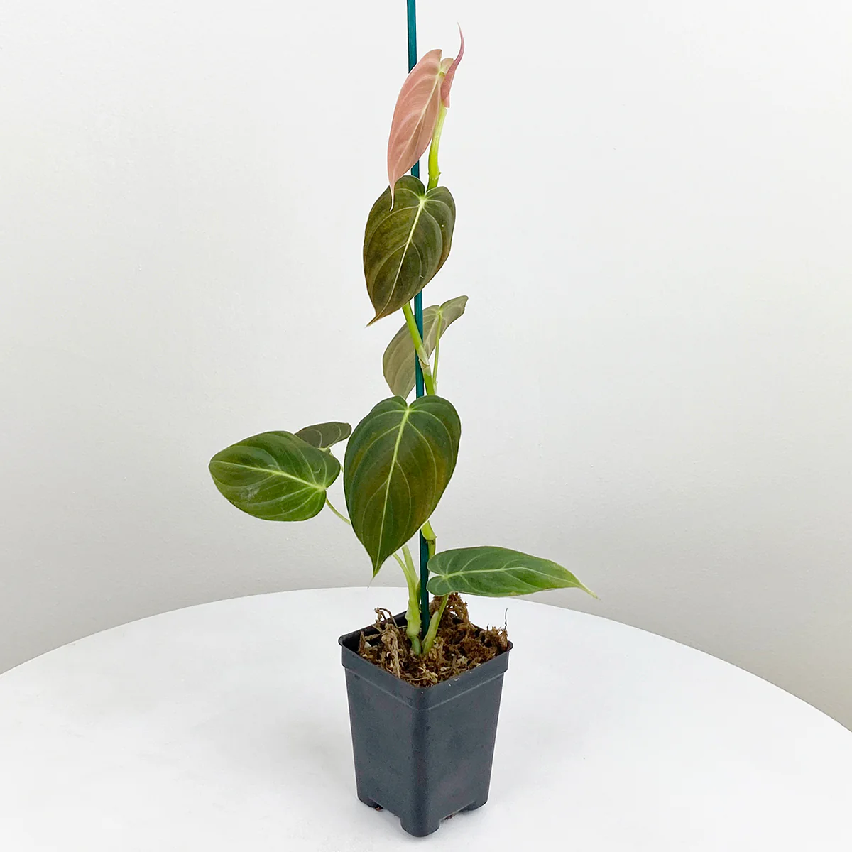 Black Gold Philodendron (Philodendron melanochrysum) - Image 3