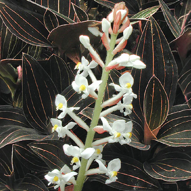 Black Jewel Orchid (Ludisia discolor) - Image 2