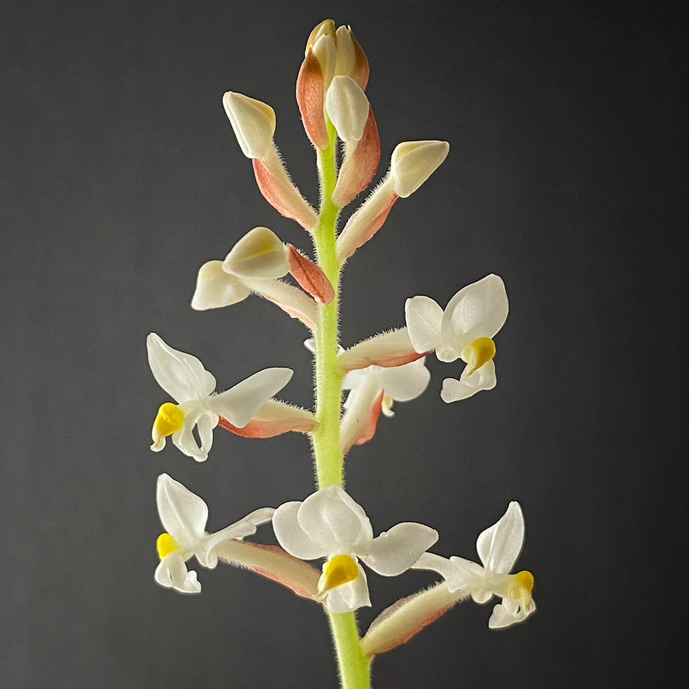 Black Jewel Orchid (Ludisia discolor) - Image 3