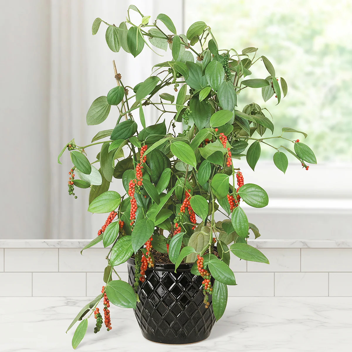 Black Pepper Plant (Piper nigrum) - Image 2