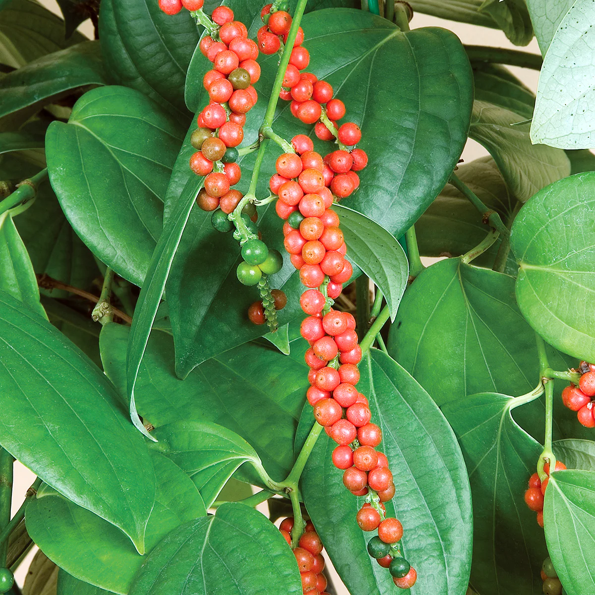 Black Pepper Plant (Piper nigrum) - Image 3