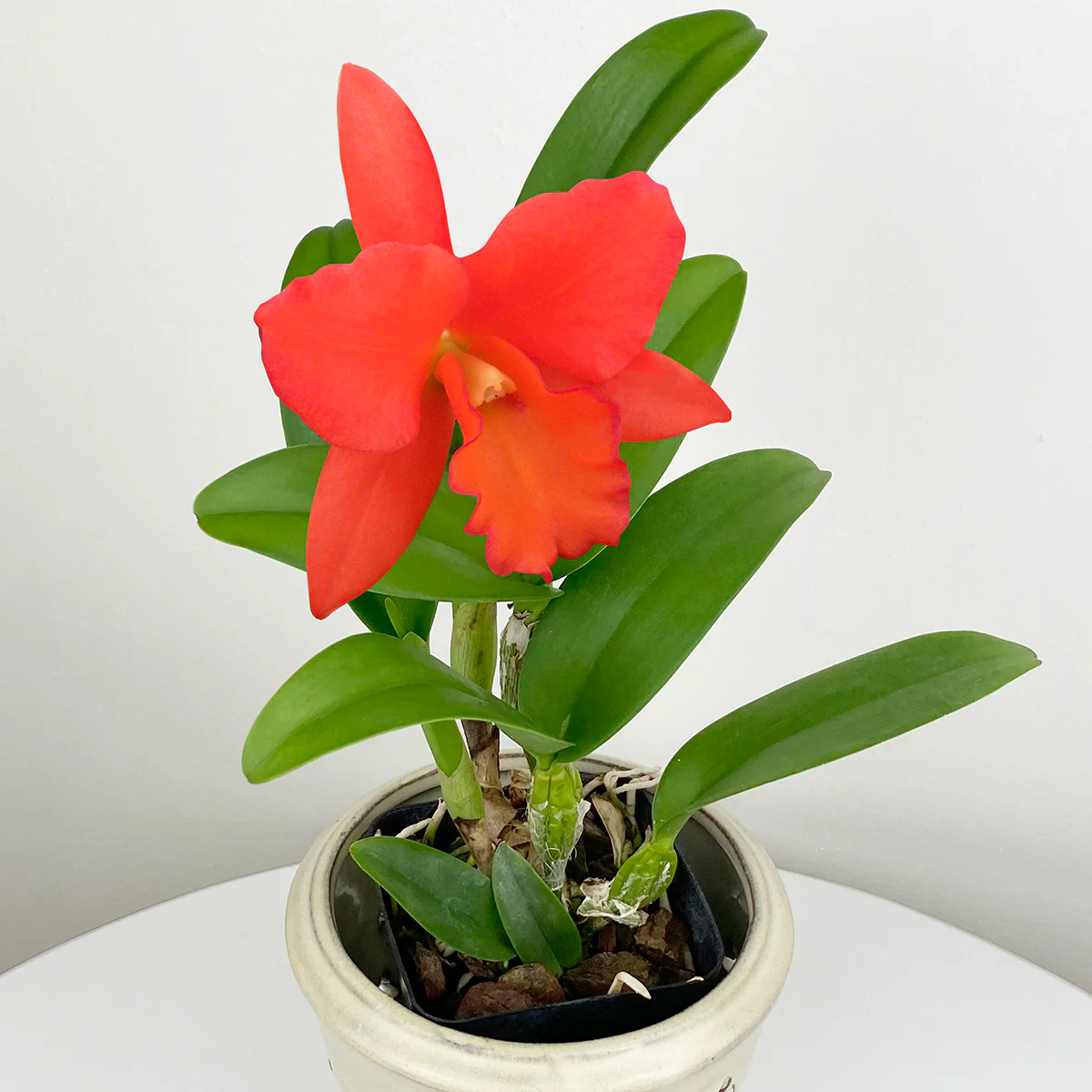 Blc Orchid Dan O’Neil ‘Jubilee’ HCC/AOS (Brassavola x Laelia x Cattleya hybrid) - Image 2