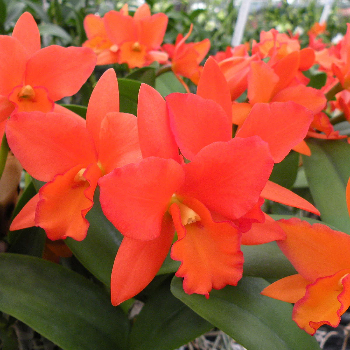 Blc Orchid Dan O’Neil ‘Jubilee’ HCC/AOS (Brassavola x Laelia x Cattleya hybrid) - Image 3