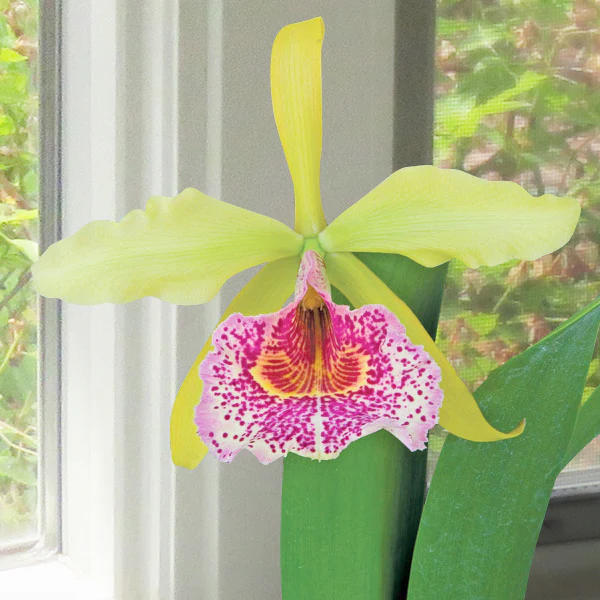 Blc Orchid Keowee ‘Mendenhall’ AM/AOS (Brassavola x Laelia x Cattleya hybrid)
