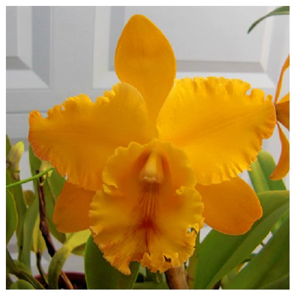 Blc. Orchid Liah Her ‘Glory’ (Brassavola x Laelia x Cattleya)