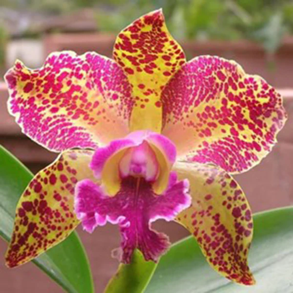 Blc. Orchid Waianae Leopard ‘Ching Hua’ HCC/AOS (Brassavola x Laelia x Cattleya hybrid) - Image 2