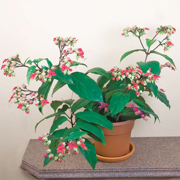 Bleeding Heart Vine (Clerodendrum x speciosum)
