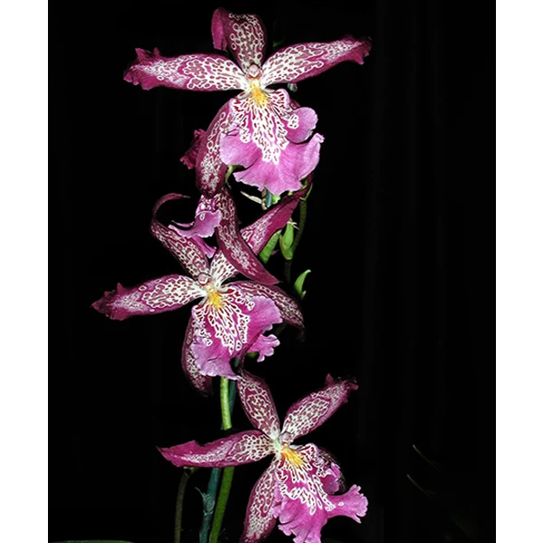 Bllra Orchid Marfitch ‘Howard’s Dream’ AM/AOS (Brassia x Cochlioda x Miltonia x Odontoglossum hybrid) - Image 2