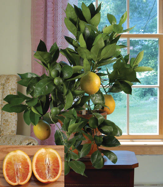 Blood Orange Tree ‘Sanguinelli’ (Citrus sinensis)