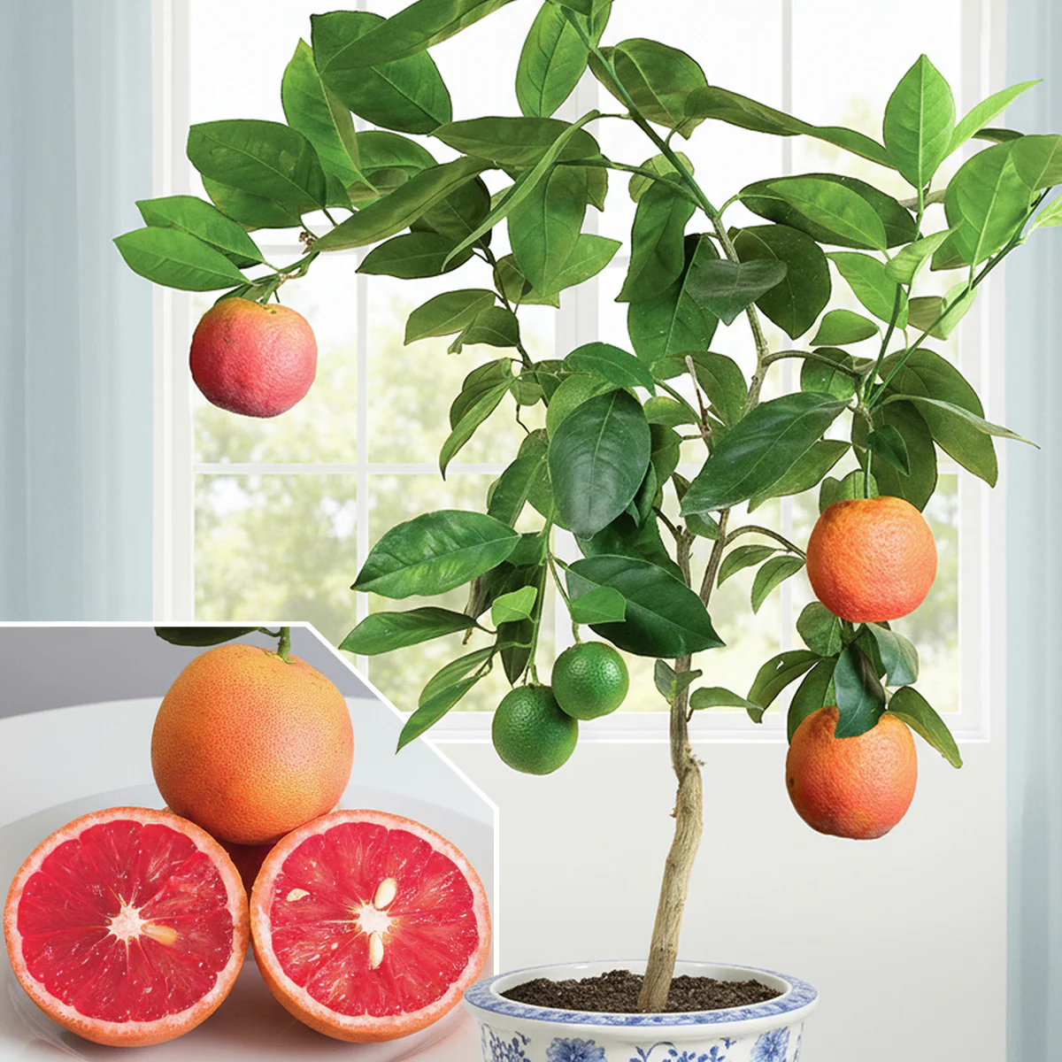 Blood Orange Tree ‘Vaniglia Sanguigno’ (Citrus sinensis)