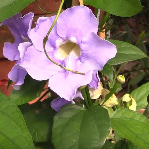 Blue Skyflower (Thunbergia grandiflora) - Image 2