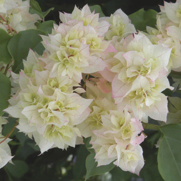 Bougainvillea ‘Double White’ (Bougainvillea hybrid)