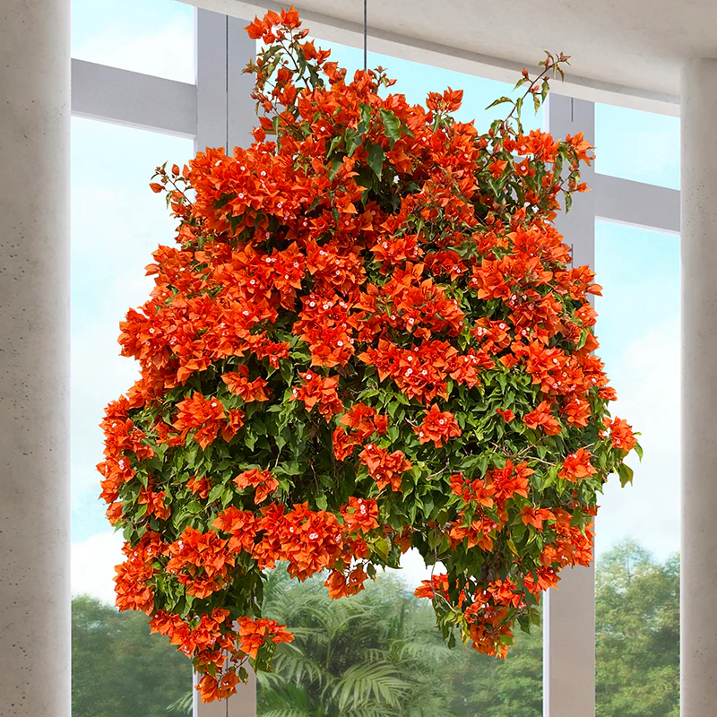Bougainvillea ‘Fire Opal’ PP (Bougainvillea hybrid)