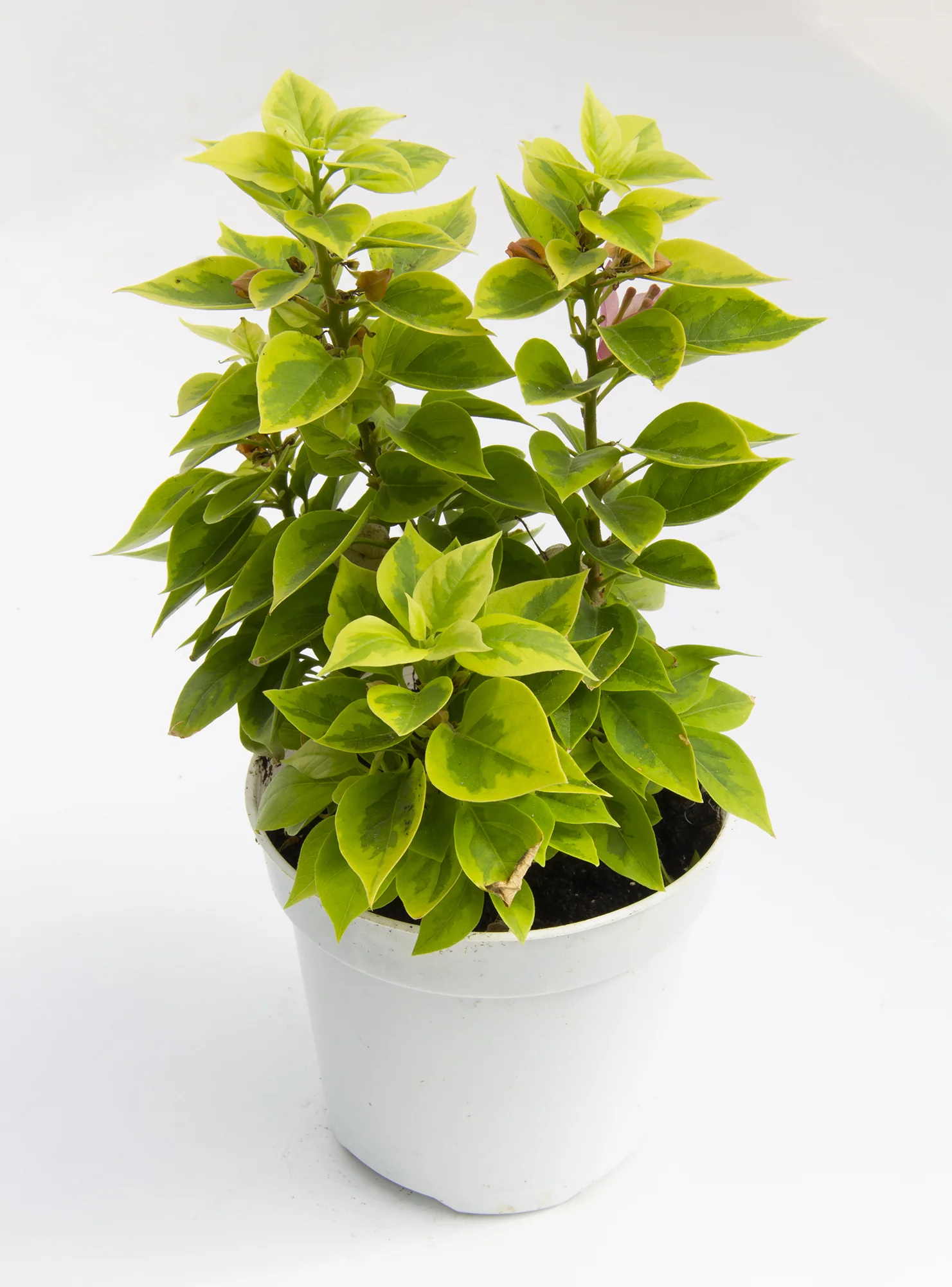 Bougainvillea ‘Pixie Queen’ (Bougainvillea hybrid) - Image 2