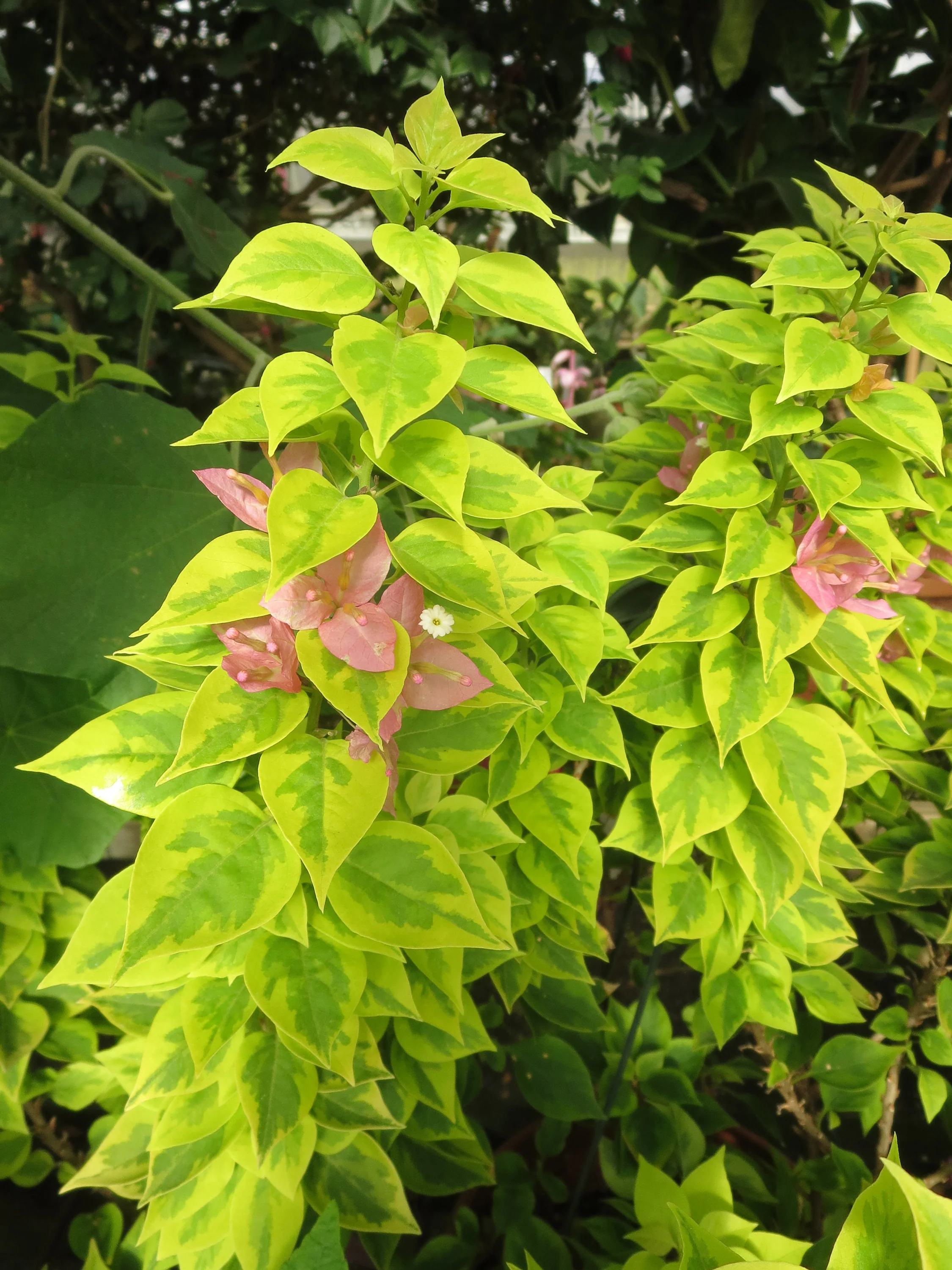 Bougainvillea ‘Pixie Queen’ (Bougainvillea hybrid) - Image 3