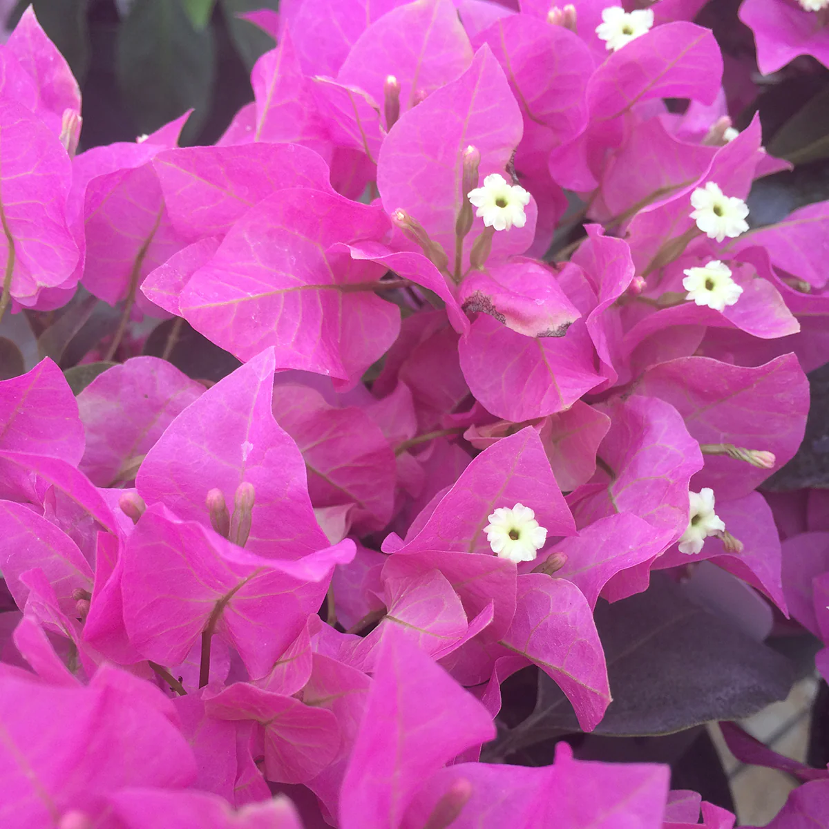 Bougainvillea ‘Vera Light Purple’ PP (Bougainvillea hybrid) - Image 2