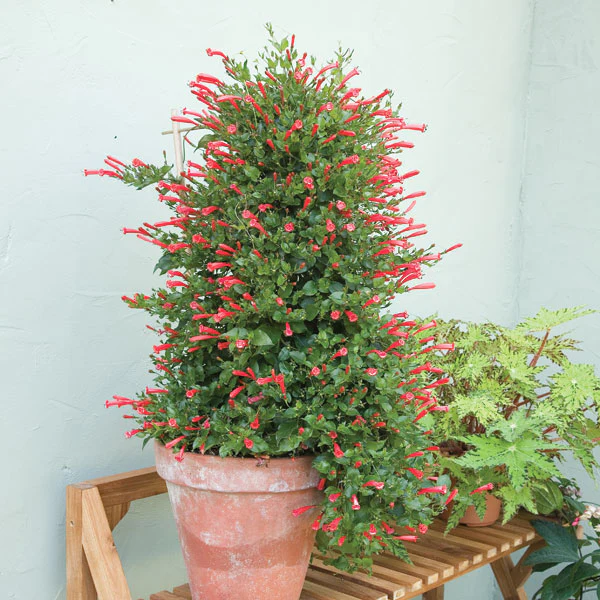 Brazilian Firecracker Vine (Manettia cordifolia)