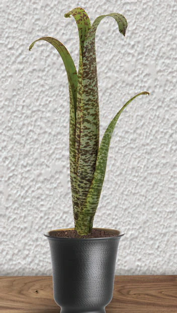 Bromeliad Quesnelia marmorata (Quesnelia marmorata) - Image 2