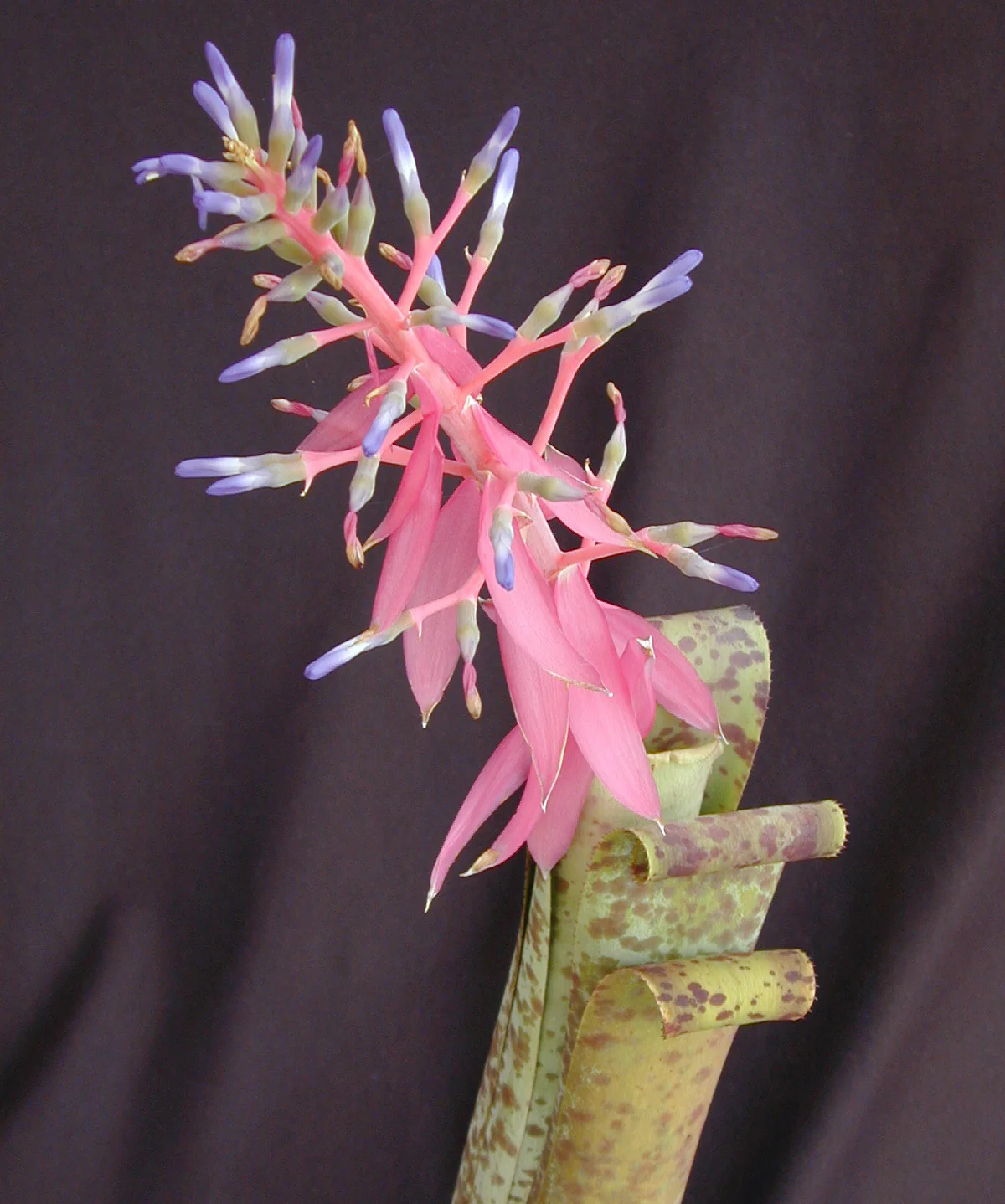 Bromeliad Quesnelia marmorata (Quesnelia marmorata) - Image 3