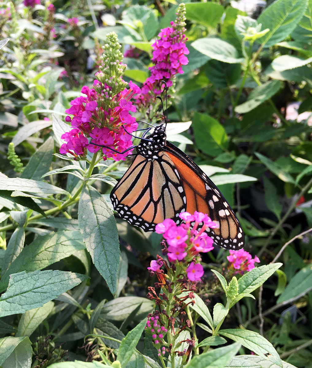 Buddleia Buzz® ‘Hot Raspberry’ PPAF (Buddleia hybrid) - Image 2