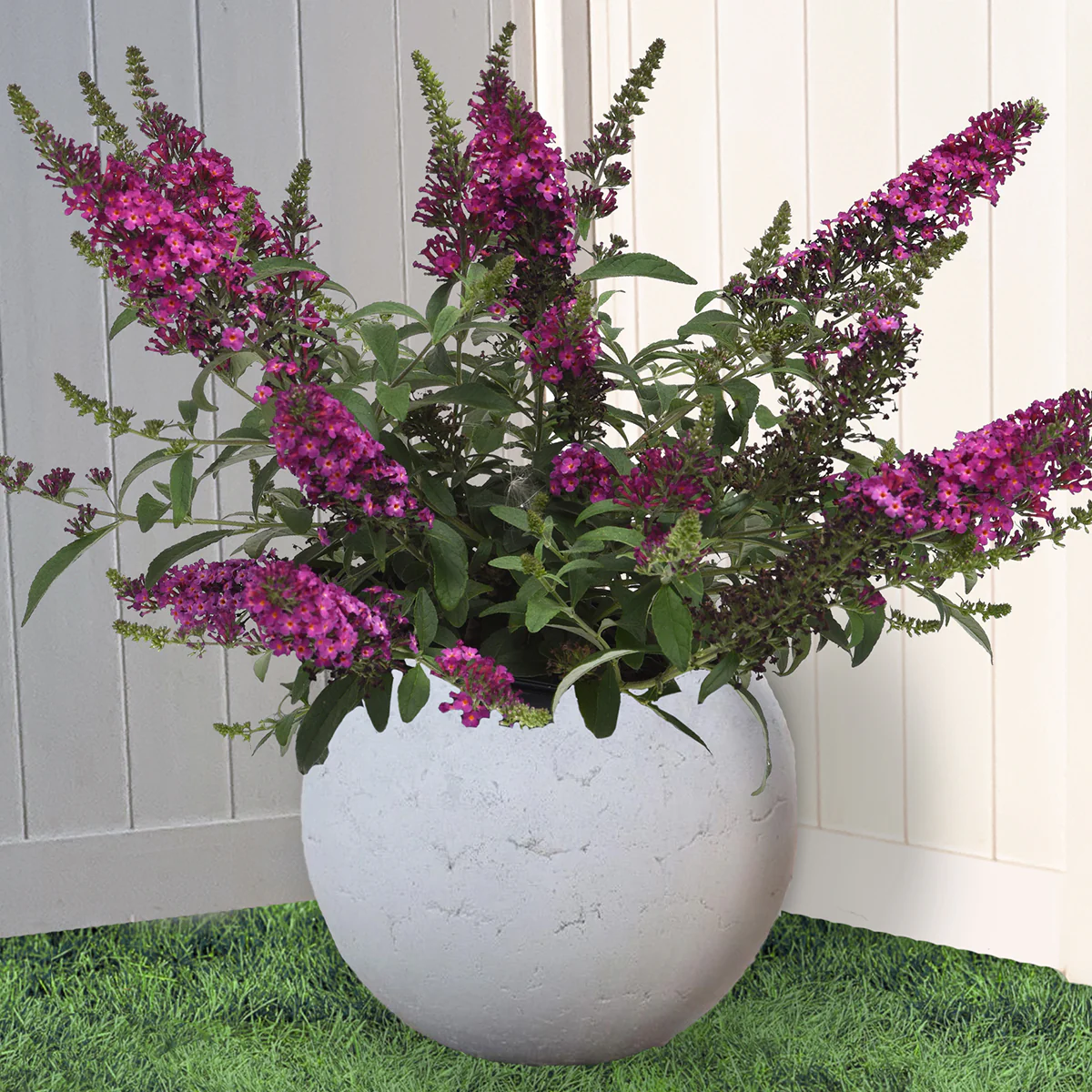 Buddleia Chrysalis™ Cranberry PP (Buddleia hybrid) - Image 2