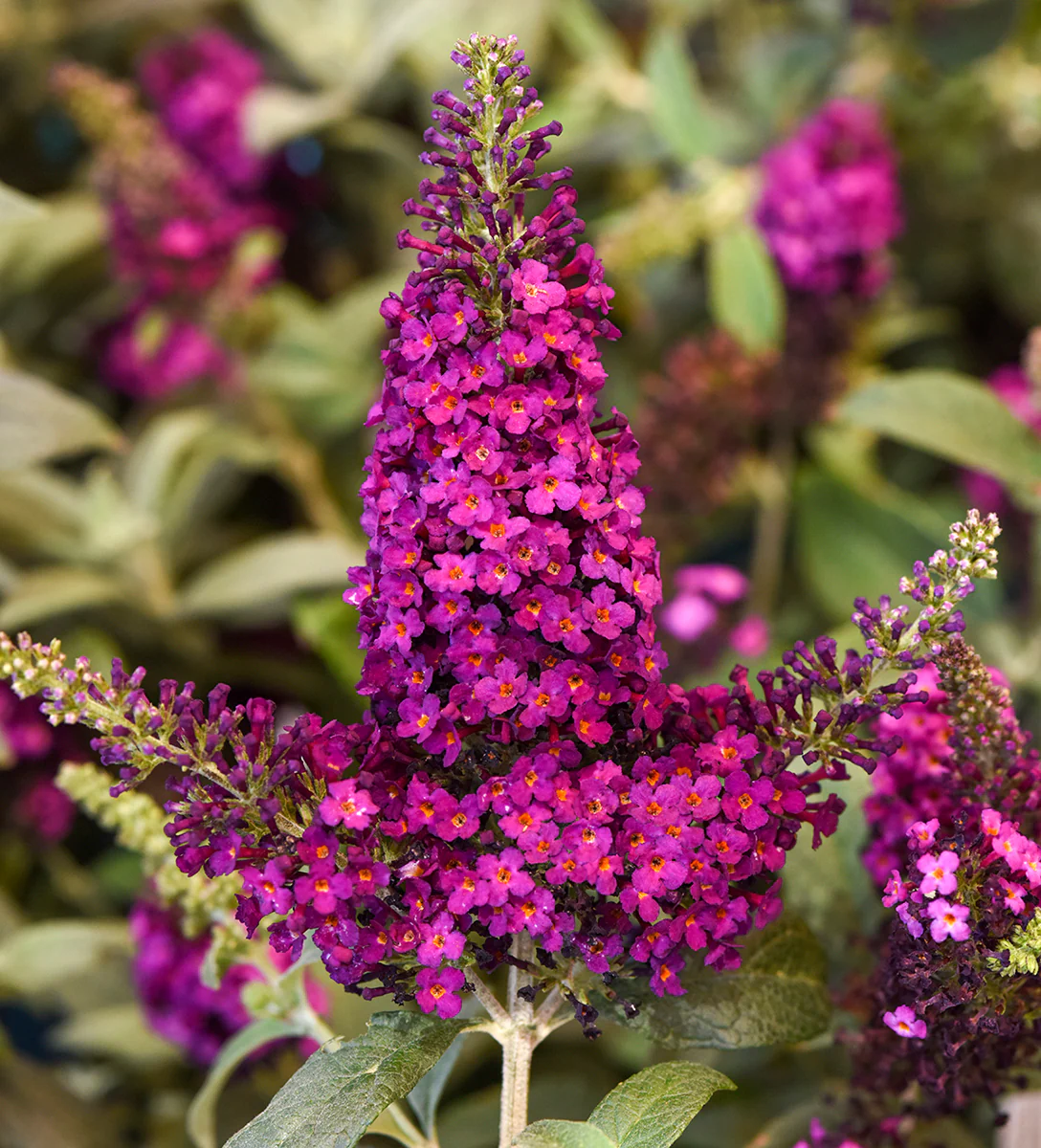 Buddleia Chrysalis™ Cranberry PP (Buddleia hybrid) - Image 3