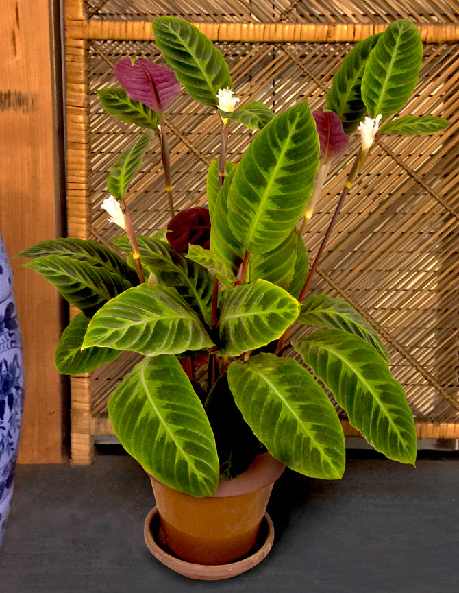 Calathea Warscewiczii (Calathea warscewiczii)