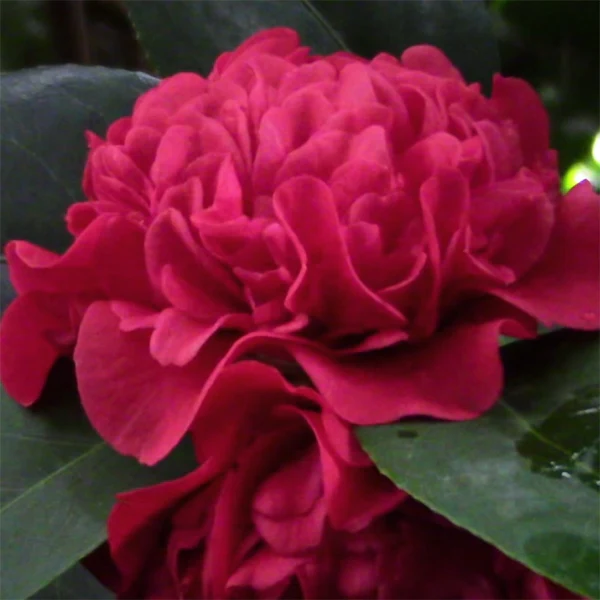 Camellia ‘Cinnamon Cindy’ (Camellia lutchuensis hybrid) - Image 2