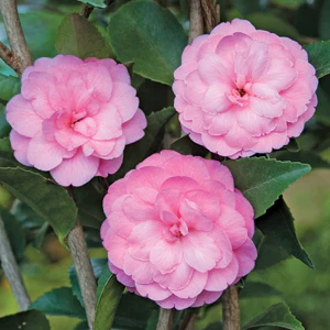 Camellia 'Fragrant Joy' (Camellia lutchuensis hybrid) - Image 2