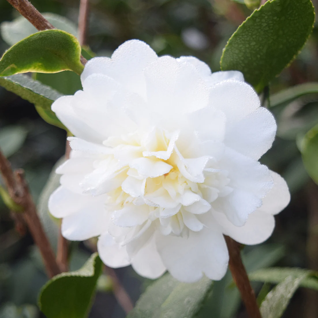 Camellia ‘Snow Flurry’ (Camellia hybrid)