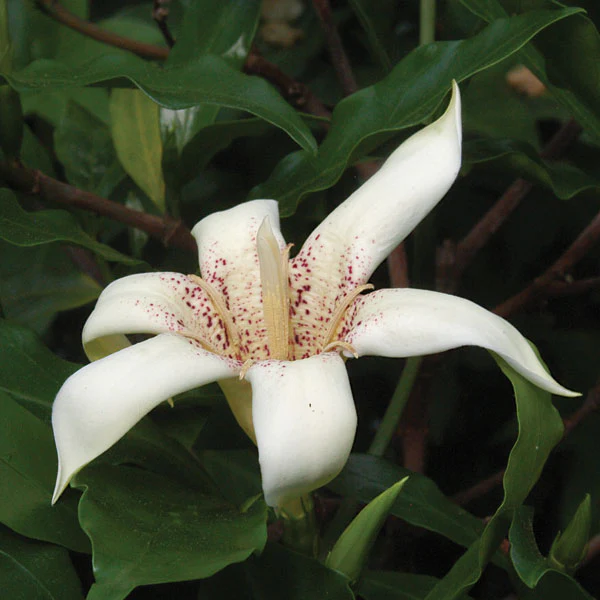 Candle Tree (Rothmannia capensis) - Image 2