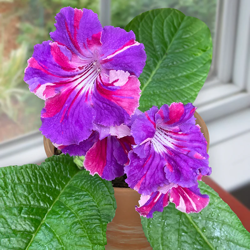 Cape Primrose ‘Kaleidoscope’ (Streptocarpus hybrid)