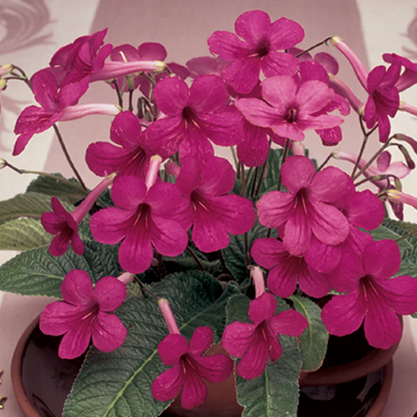 Cape Primrose 'Little Gem' (Streptocarpus hybrid)