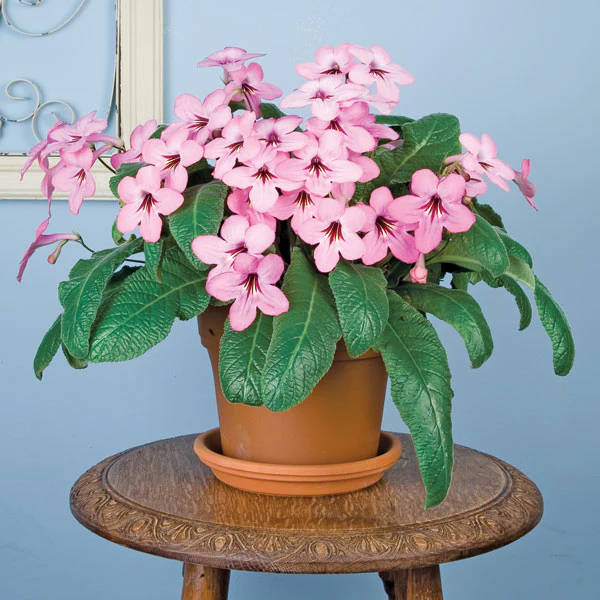 Cape Primrose ‘Lucky Strike’ (Streptocarpus hybrid)