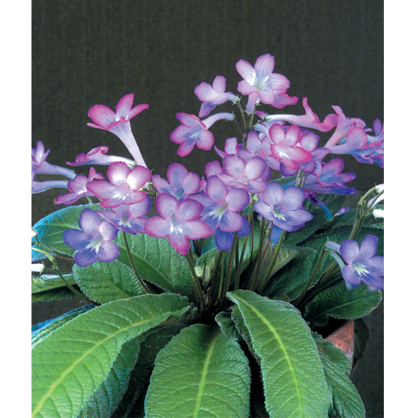 Cape Primrose ‘Party Doll’ (Streptocarpus hybrid)